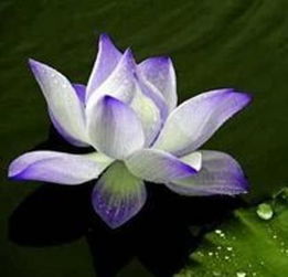 夏日清荷入軒窗——花之軒荷花盆景選購與養(yǎng)護指南