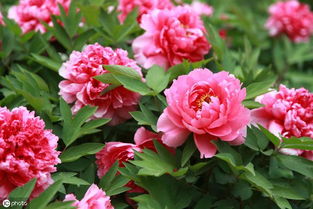 國花之問 從牡丹推薦看盆景種植的民間智慧