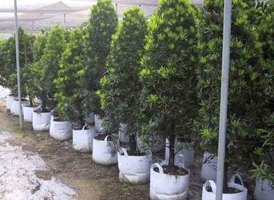 濰坊優惠植樹袋與天津廠家產品圖片全解析——青州萬通花卉用品經銷處助您盆景種植無憂