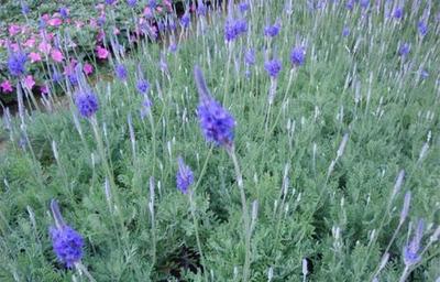 遵義薰衣草與青州愛萍花卉苗木合作社 花卉產業的創新與融合