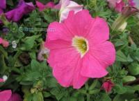 麗穎花卉 扎根青州，綻放全國——山東草花基地的專業供應之路