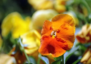 花卉雜拍 鏡頭下的生命詩篇