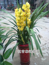 大花蕙蘭帶花苞選購與盆景種植全指南